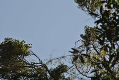 Leptosomus discolor discolor