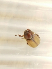 Phyllophaga tristis