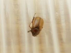 Phyllophaga tristis