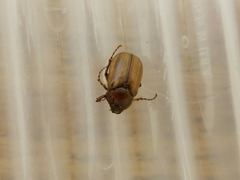 Phyllophaga tristis