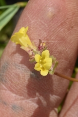 Erythranthe arvensis