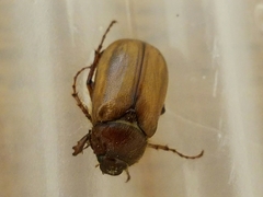 Phyllophaga tristis