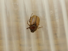 Phyllophaga tristis