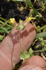 Erythranthe arvensis