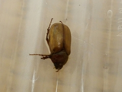 Phyllophaga tristis