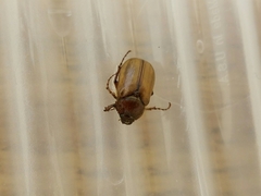 Phyllophaga tristis