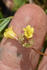 Erythranthe arvensis