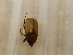 Phyllophaga tristis