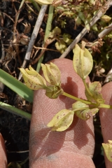 Erythranthe arvensis