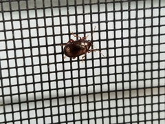 Rhabdopterus praetextus