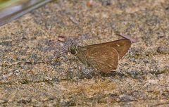 Pithauria murdava