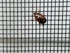 Rhabdopterus praetextus