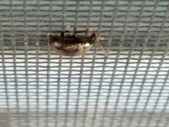 Rhabdopterus praetextus