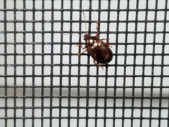 Rhabdopterus praetextus