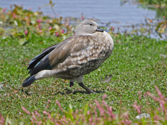 Cyanochen cyanoptera