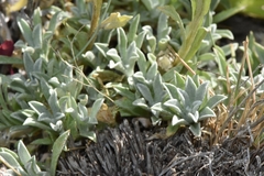 Antennaria arcuata