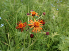 Tephroseris porphyrantha