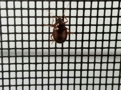 Rhabdopterus praetextus