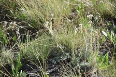 Antennaria arcuata