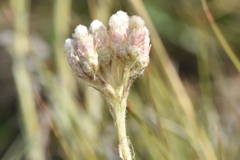Antennaria arcuata
