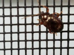 Rhabdopterus praetextus