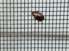 Rhabdopterus praetextus