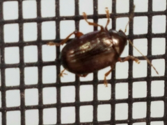 Rhabdopterus praetextus