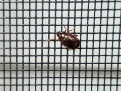 Rhabdopterus praetextus