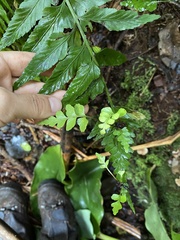 Asplenium lobulatum