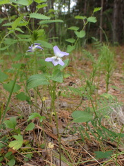 Viola sacchalinensis