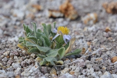 Erigeron latus