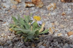 Erigeron latus