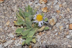 Erigeron latus