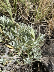 Antennaria arcuata