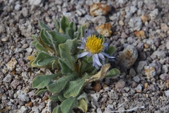 Erigeron latus