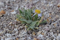 Erigeron latus