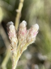Antennaria arcuata