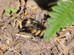 Bombus borealis image