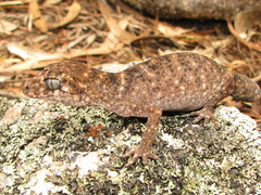Uvidicolus sphyrurus