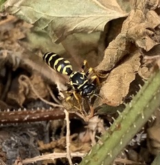 Polistes dominula