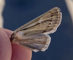 Copablepharon pictum