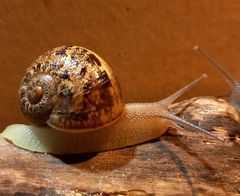 Cornu aspersum
