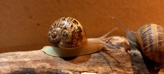 Cornu aspersum