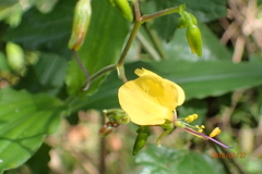 Aneilema aequinoctiale