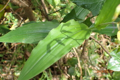 Aneilema aequinoctiale