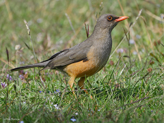 Turdus abyssinicus