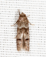 Blastobasis pulchella