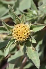 Pyrrocoma carthamoides