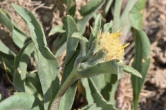 Pyrrocoma carthamoides