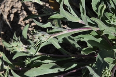 Pyrrocoma carthamoides